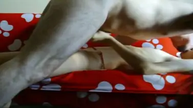 Video Sex ABG Bispak Open BO Murah Jakarta